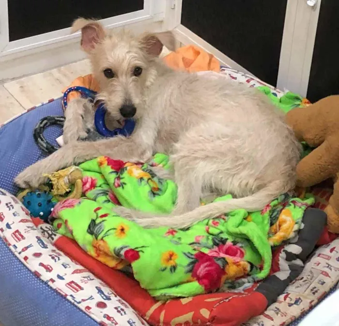 Cachorro ra a SRF Estopinha idade 7 a 11 meses nome Denis