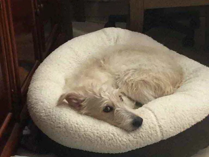 Cachorro ra a SRF Estopinha idade 7 a 11 meses nome Denis
