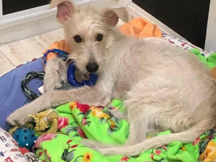 Cachorro ra a SRF Estopinha idade 7 a 11 meses nome Denis