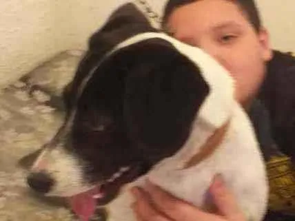 Cachorro ra a Vira lata idade 2 anos nome Menino