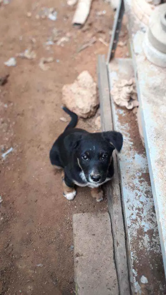 Cachorro ra a Srd idade 2 a 6 meses nome Sem nome