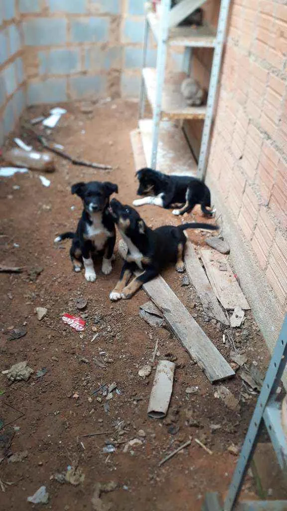 Cachorro ra a Srd idade 2 a 6 meses nome Sem nome