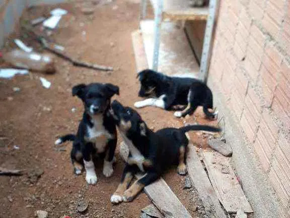 Cachorro ra a Srd idade 2 a 6 meses nome Sem nome