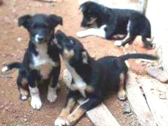 Cachorro ra a Srd idade 2 a 6 meses nome Sem nome