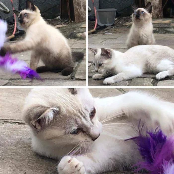 Gato ra a SRD idade 2 a 6 meses nome Ted e Luke
