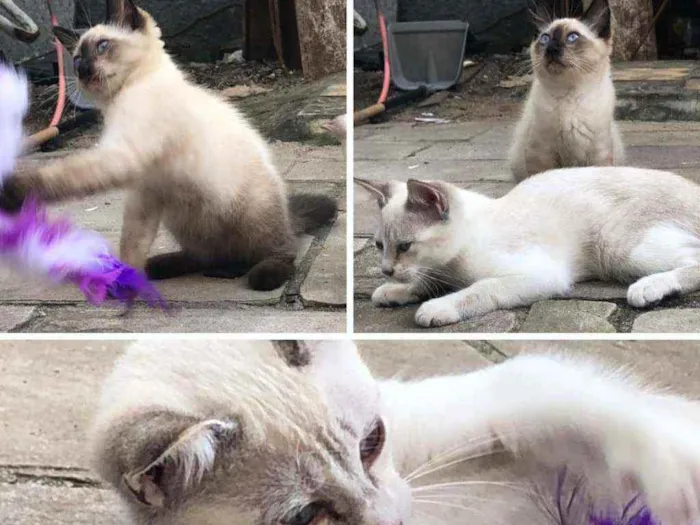 Gato ra a SRD idade 2 a 6 meses nome Ted e Luke