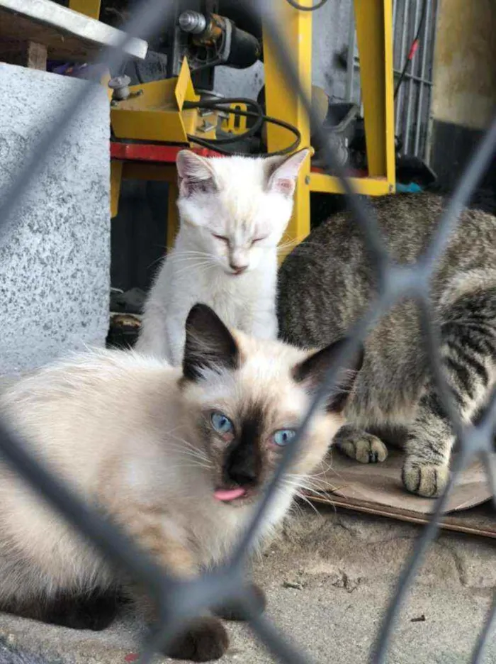 Gato ra a SRD idade 2 a 6 meses nome Ted e Luke