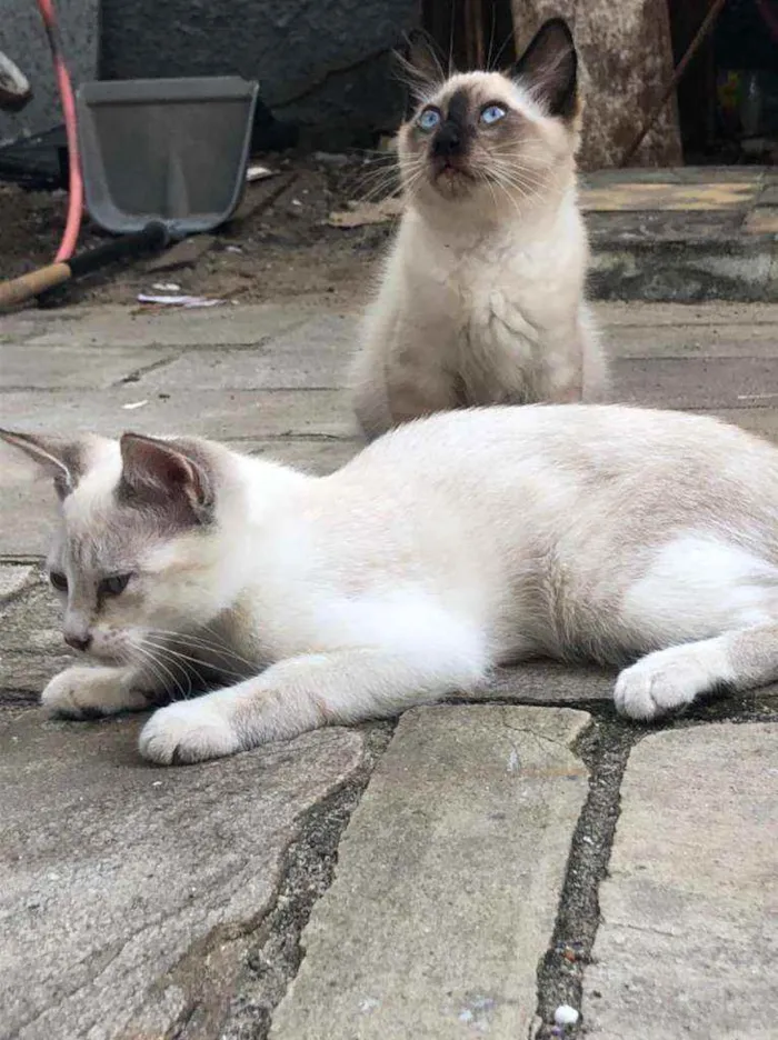 Gato ra a SRD idade 2 a 6 meses nome Ted e Luke