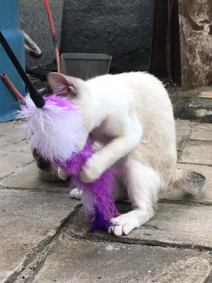 Gato ra a SRD idade 2 a 6 meses nome Ted e Luke