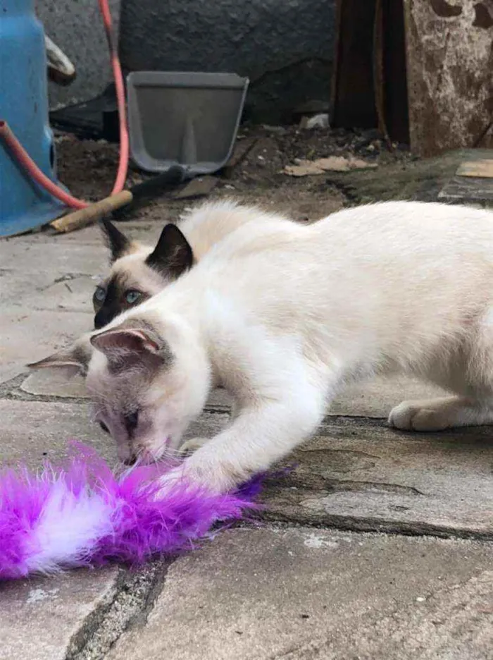 Gato ra a SRD idade 2 a 6 meses nome Ted e Luke