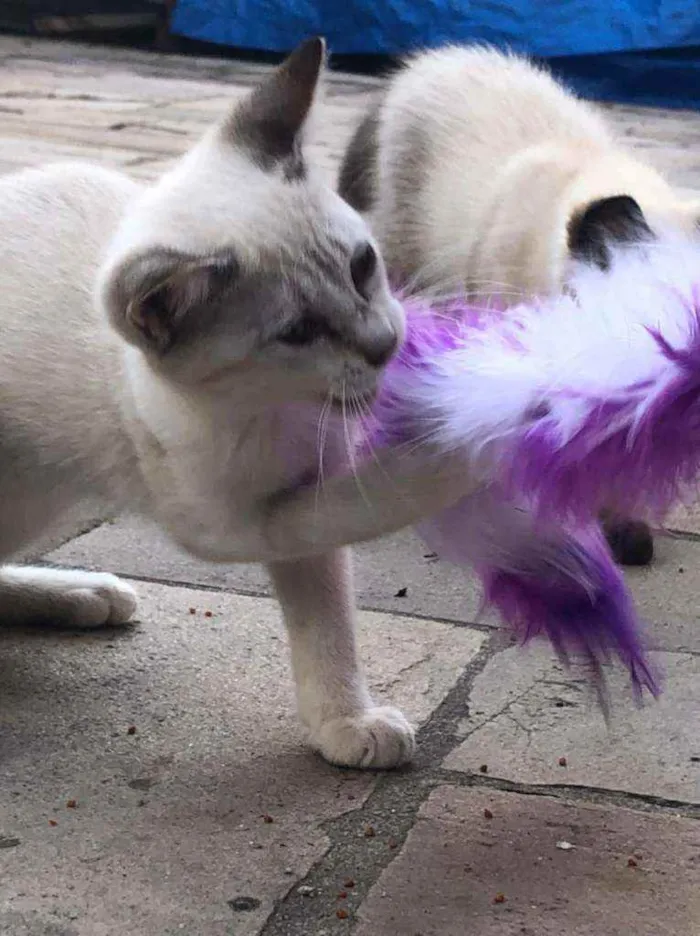 Gato ra a SRD idade 2 a 6 meses nome Ted e Luke