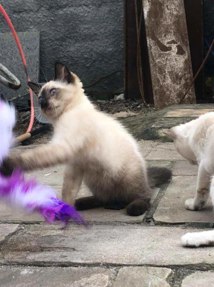 Gato ra a SRD idade 2 a 6 meses nome Ted e Luke