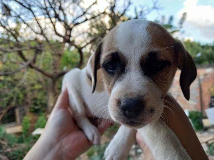 Cachorro ra a Weimaraner (mãe) / desc(pai) idade Abaixo de 2 meses nome Filhotes