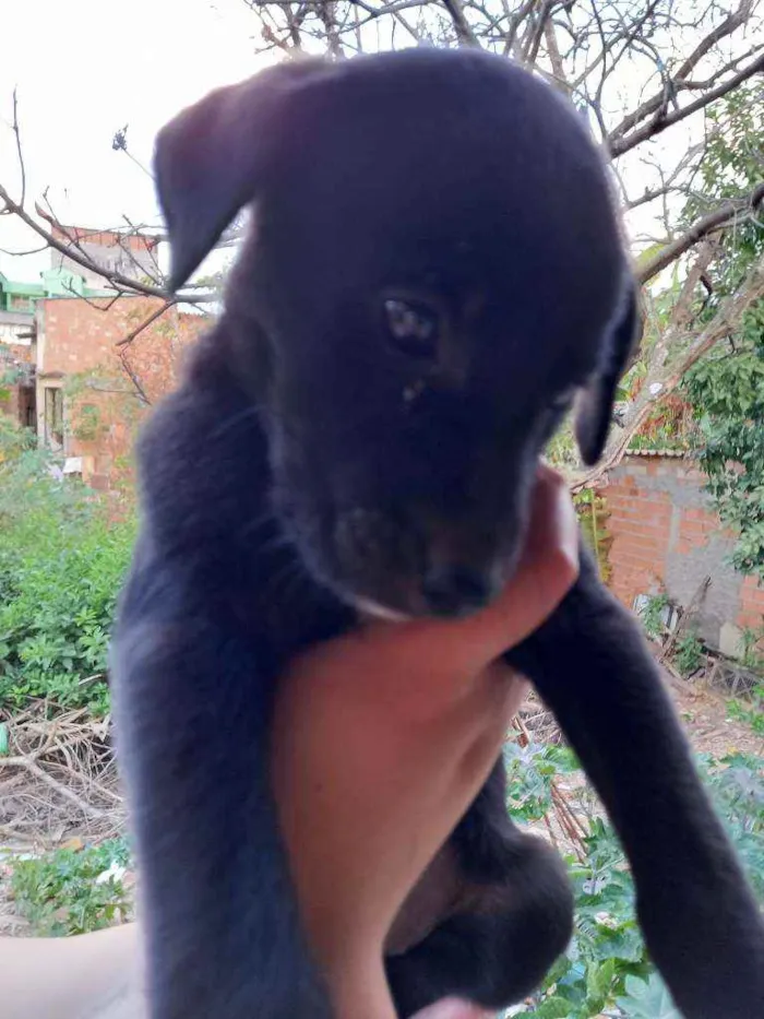 Cachorro ra a Weimaraner (mãe) / desc(pai) idade Abaixo de 2 meses nome Filhotes