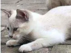 Gato raça SRD idade 2 a 6 meses nome Ted e Luke