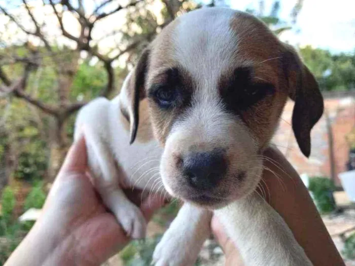 Cachorro ra a Weimaraner (mãe) / desc(pai) idade Abaixo de 2 meses nome Filhotes