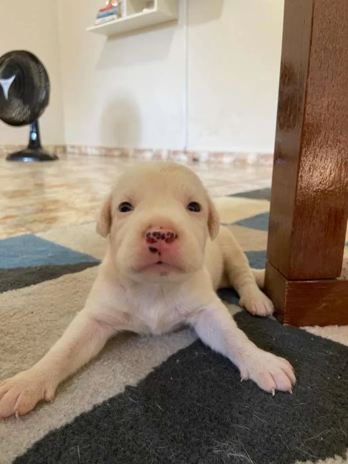 Cachorro raça SRD-ViraLata idade Abaixo de 2 meses nome á decidir pelo dono