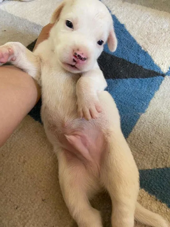 Cachorro raça SRD-ViraLata idade Abaixo de 2 meses nome á decidir pelo dono