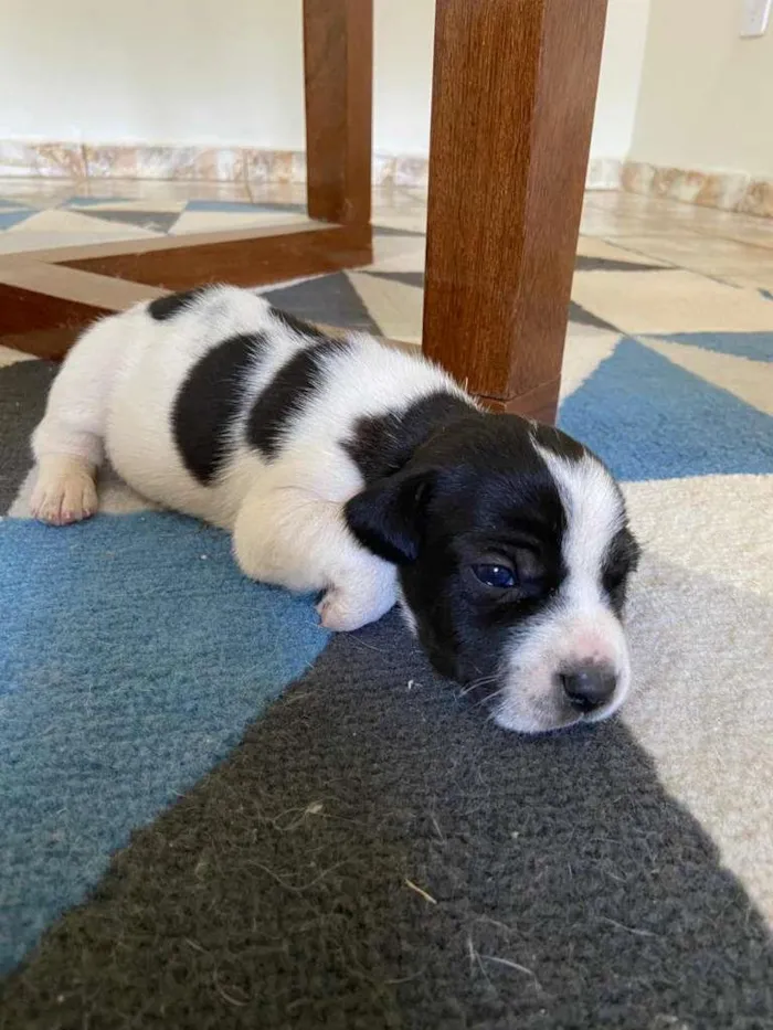 Cachorro raça SRD-ViraLata idade Abaixo de 2 meses nome á decidir pelo dono