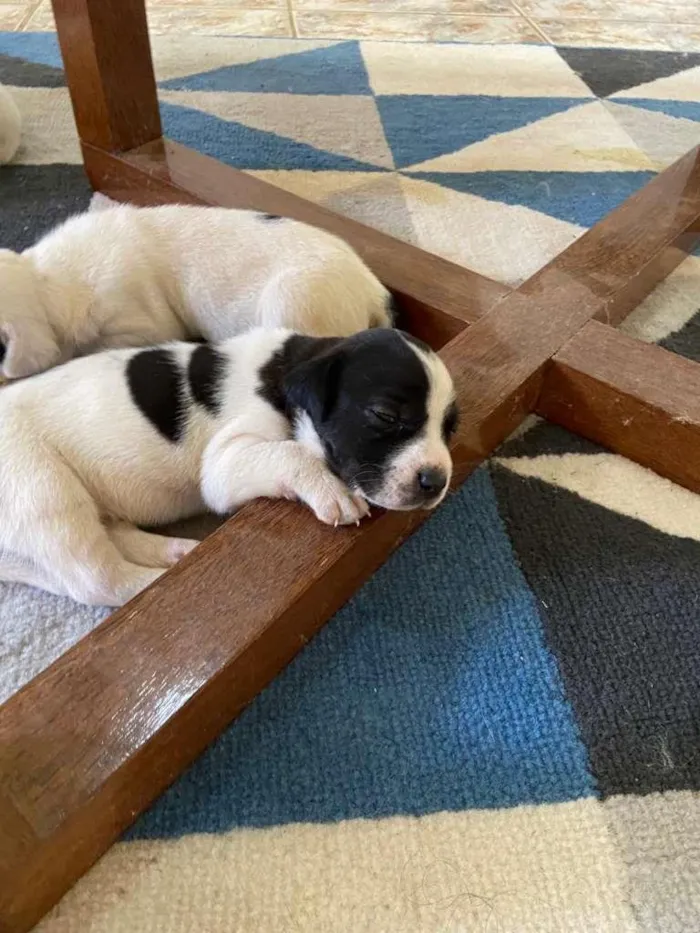 Cachorro raça SRD-ViraLata idade Abaixo de 2 meses nome á decidir pelo dono