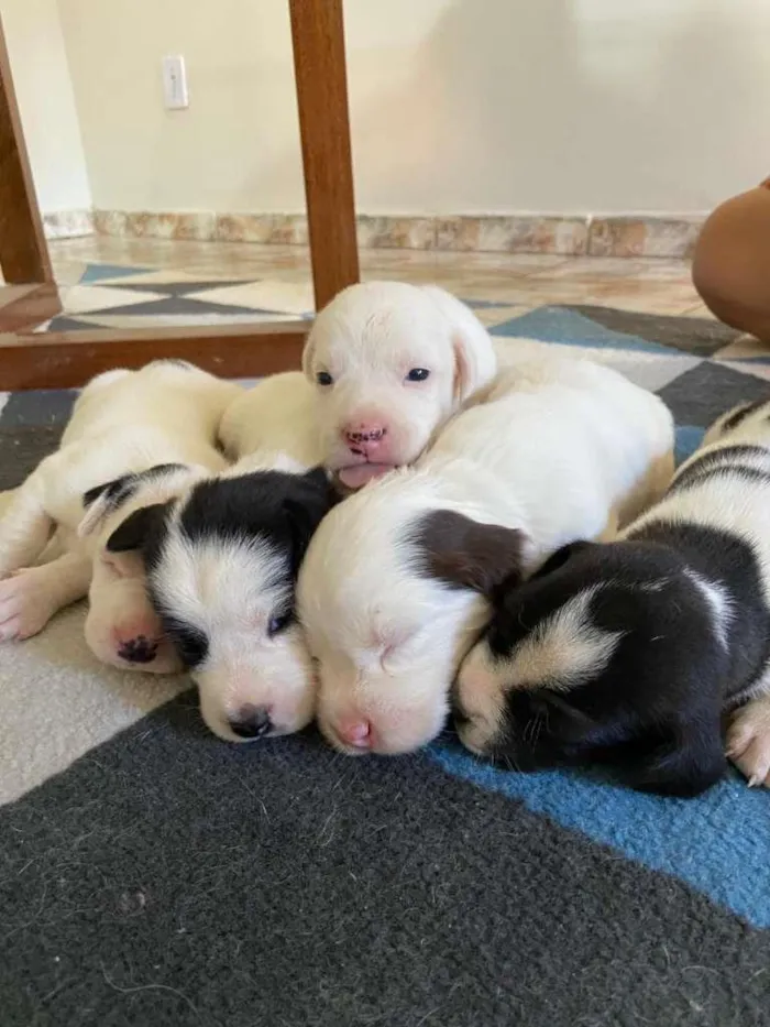 Cachorro raça SRD-ViraLata idade Abaixo de 2 meses nome á decidir pelo dono