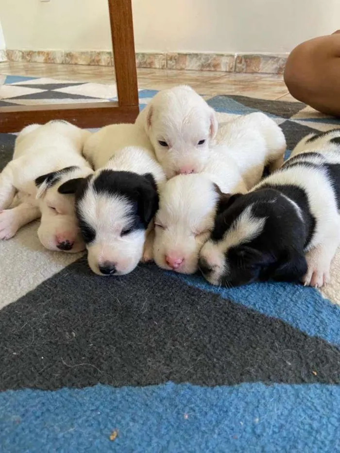 Cachorro raça SRD-ViraLata idade Abaixo de 2 meses nome á decidir pelo dono