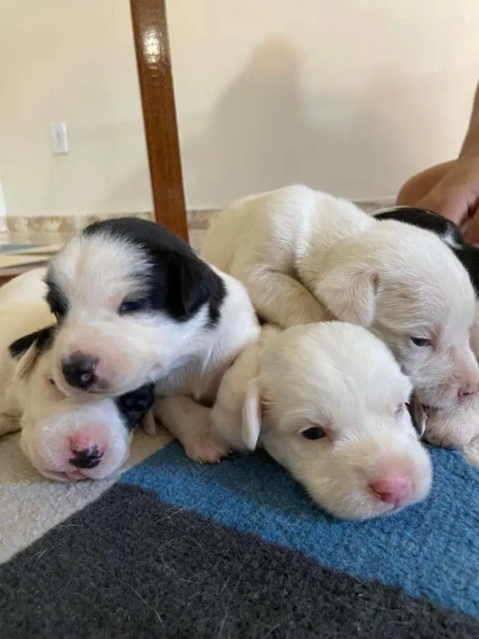 Cachorro raça SRD-ViraLata idade Abaixo de 2 meses nome á decidir pelo dono