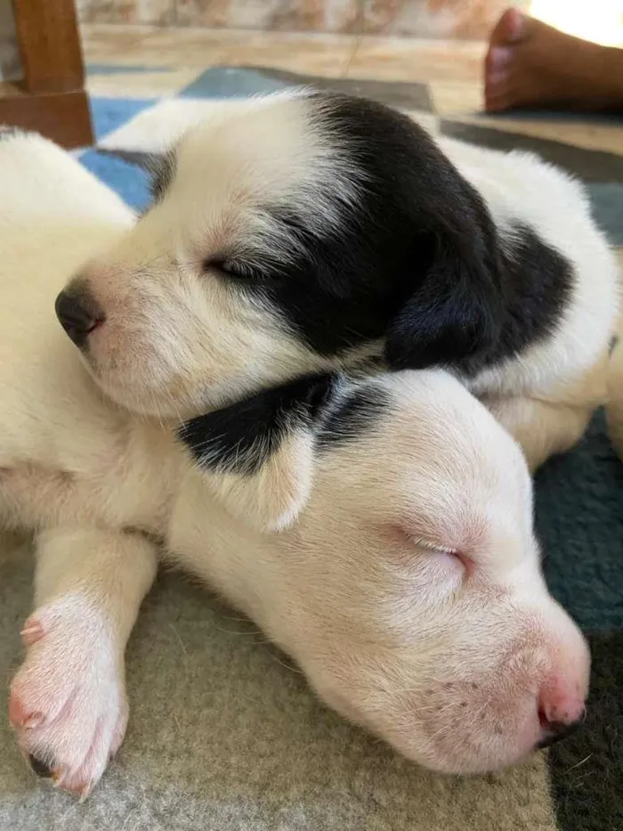 Cachorro raça SRD-ViraLata idade Abaixo de 2 meses nome á decidir pelo dono