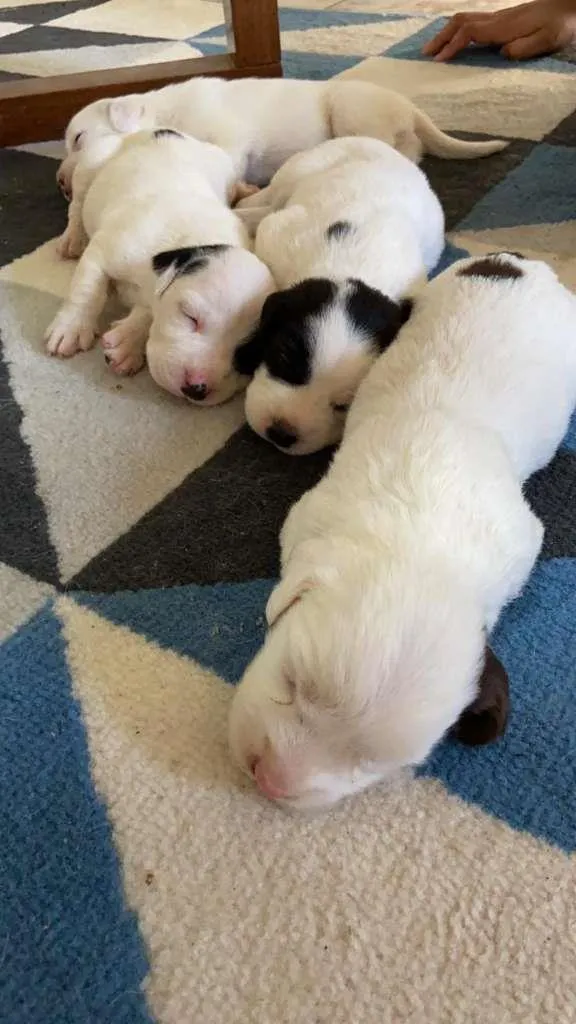 Cachorro raça SRD-ViraLata idade Abaixo de 2 meses nome á decidir pelo dono