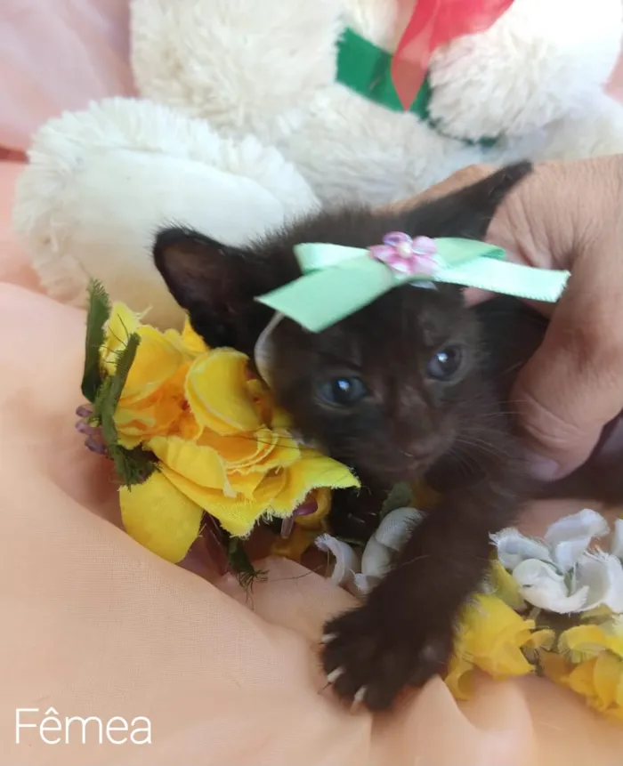 Gato ra a SEM RAÇA DEFINIDA. idade Abaixo de 2 meses nome SEM NKME.