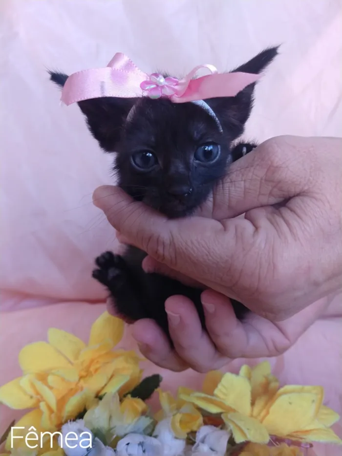 Gato ra a SEM RAÇA DEFINIDA. idade Abaixo de 2 meses nome SEM NKME.