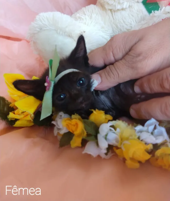 Gato ra a SEM RAÇA DEFINIDA. idade Abaixo de 2 meses nome SEM NKME.