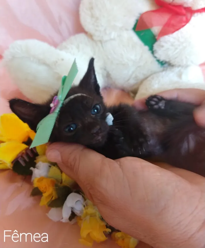 Gato ra a SEM RAÇA DEFINIDA. idade Abaixo de 2 meses nome SEM NKME.