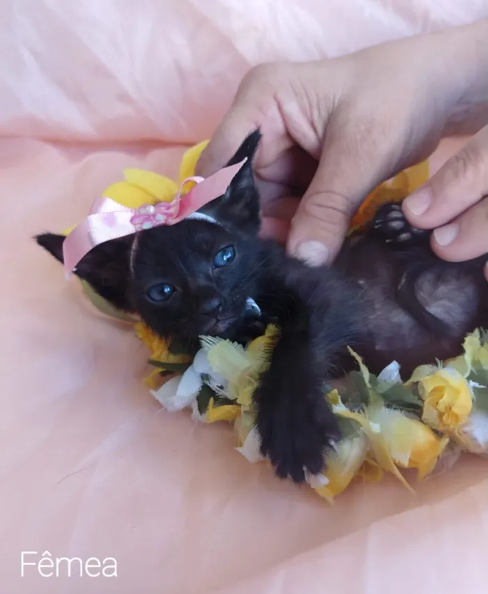Gato ra a SEM RAÇA DEFINIDA. idade Abaixo de 2 meses nome SEM NKME.