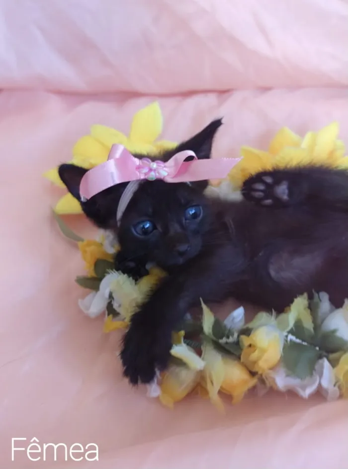 Gato ra a SEM RAÇA DEFINIDA. idade Abaixo de 2 meses nome SEM NKME.
