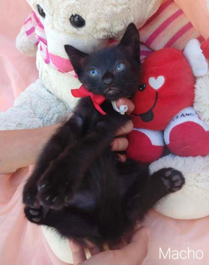Gato ra a SEM RAÇA DEFINIDA. idade Abaixo de 2 meses nome SEM NOME.