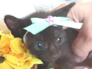 Gato raça SEM RAÇA DEFINIDA. idade Abaixo de 2 meses nome SEM NKME.
