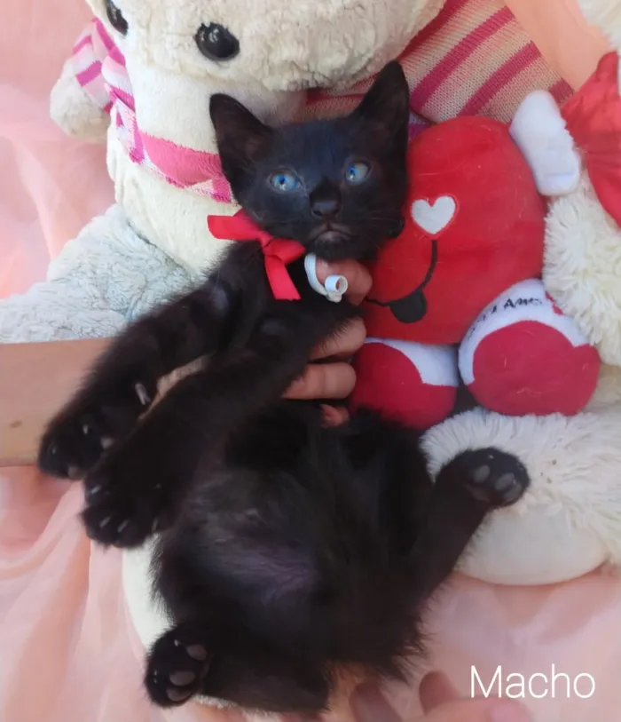 Gato ra a SEM RAÇA DEFINIDA. idade Abaixo de 2 meses nome SEM NOME.
