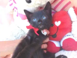 Gato raça SEM RAÇA DEFINIDA. idade Abaixo de 2 meses nome SEM NOME.