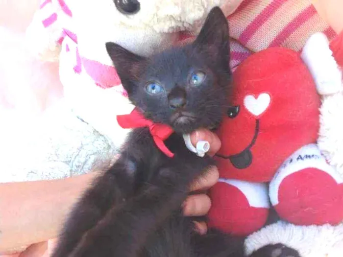 Gato ra a SEM RAÇA DEFINIDA. idade Abaixo de 2 meses nome SEM NOME.