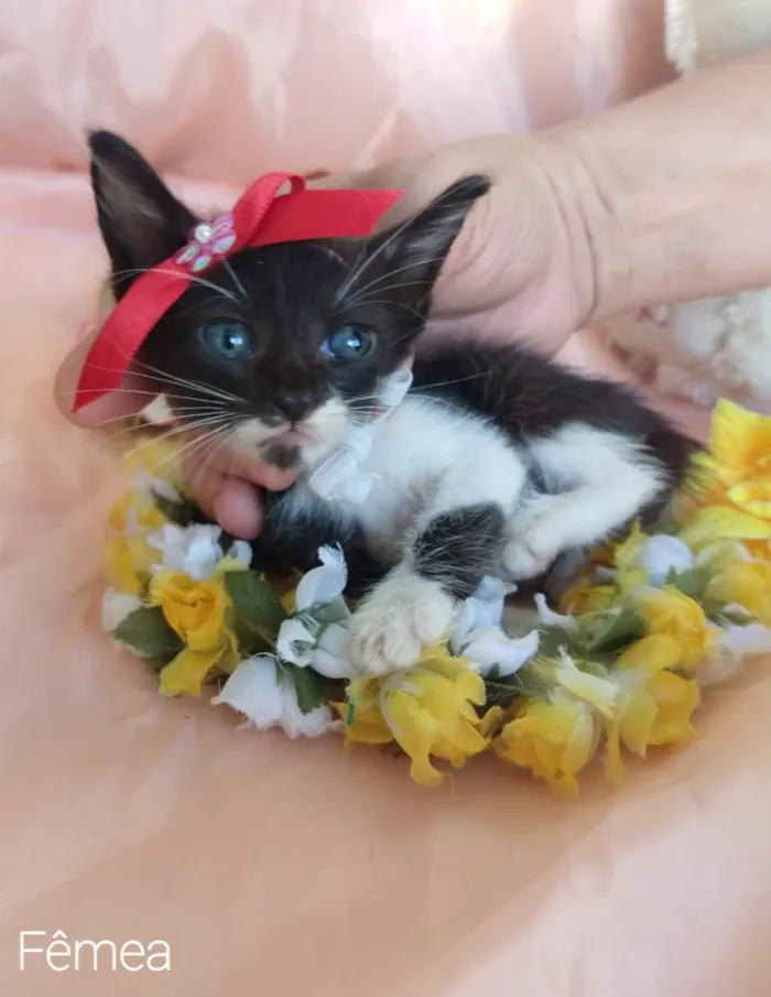Gato ra a SEM RAÇA DEFINIDA. idade Abaixo de 2 meses nome SEM NOME.