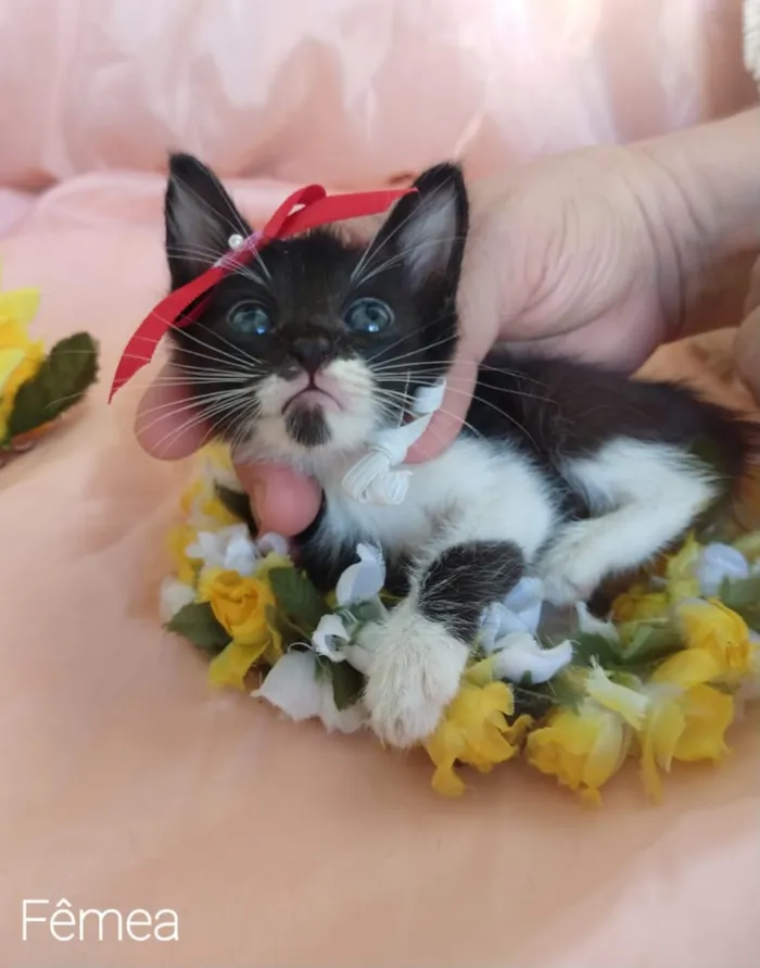Gato ra a SEM RAÇA DEFINIDA. idade Abaixo de 2 meses nome SEM NOME.