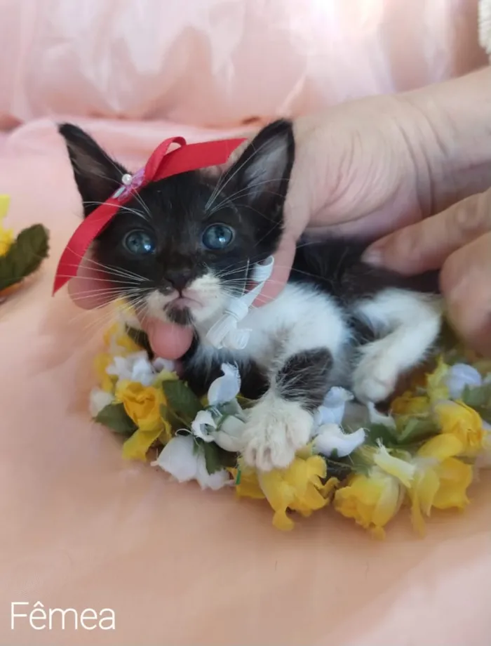 Gato ra a SEM RAÇA DEFINIDA. idade Abaixo de 2 meses nome SEM NOME.