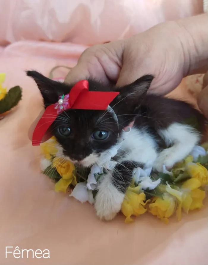 Gato ra a SEM RAÇA DEFINIDA. idade Abaixo de 2 meses nome SEM NOME.