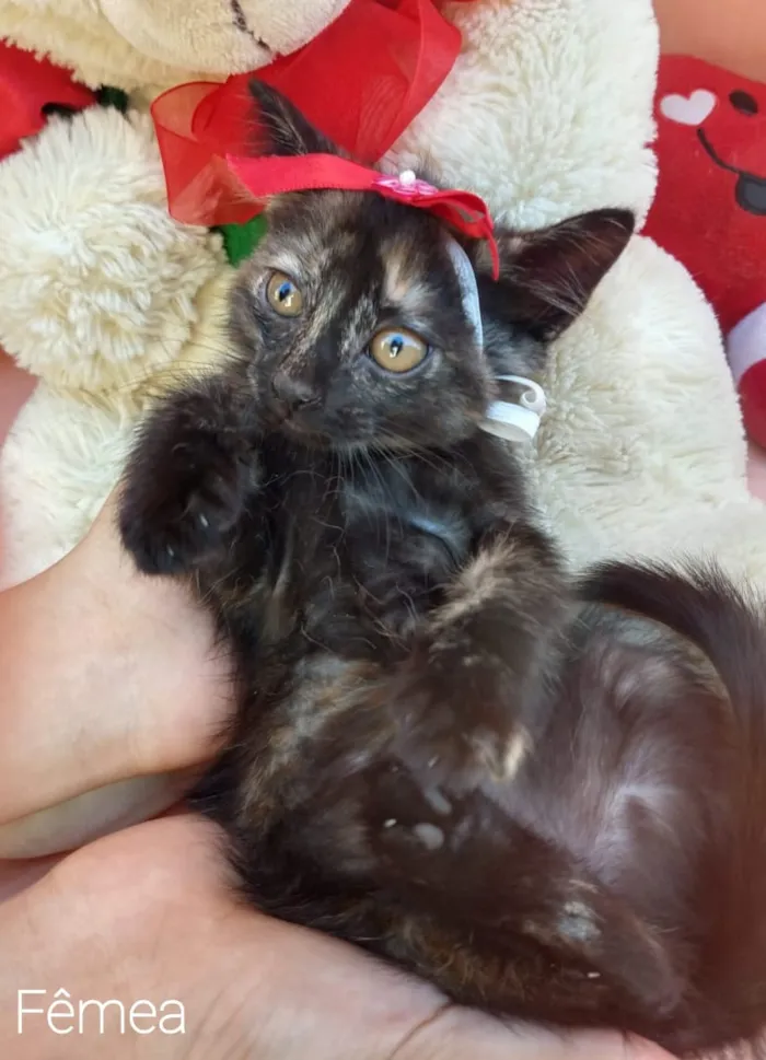 Gato ra a SEM RAÇA DEFINIDA.  idade Abaixo de 2 meses nome SEM NONE.