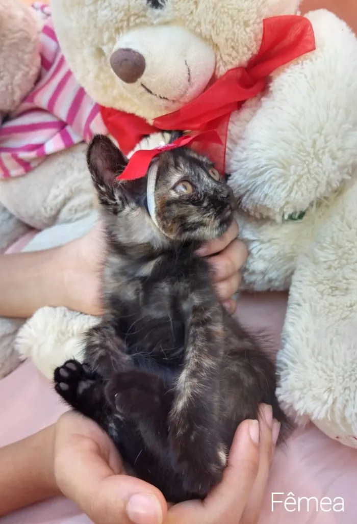 Gato ra a SEM RAÇA DEFINIDA.  idade Abaixo de 2 meses nome SEM NONE.
