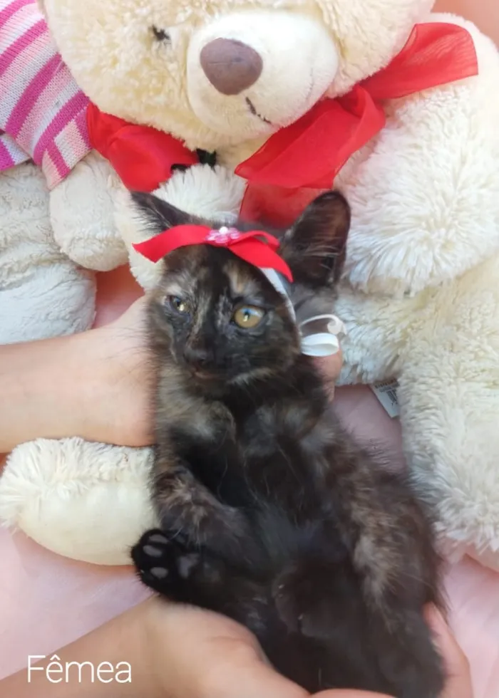 Gato ra a SEM RAÇA DEFINIDA.  idade Abaixo de 2 meses nome SEM NONE.