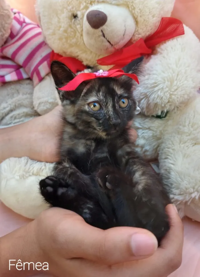 Gato ra a SEM RAÇA DEFINIDA.  idade Abaixo de 2 meses nome SEM NONE.