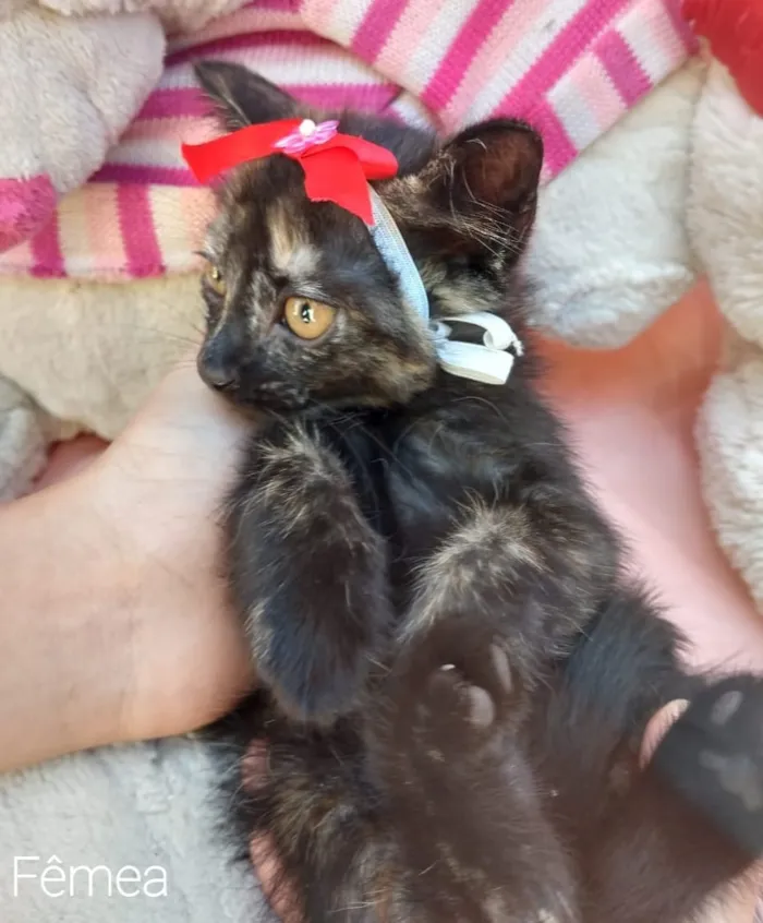 Gato ra a SEM RAÇA DEFINIDA.  idade Abaixo de 2 meses nome SEM NONE.