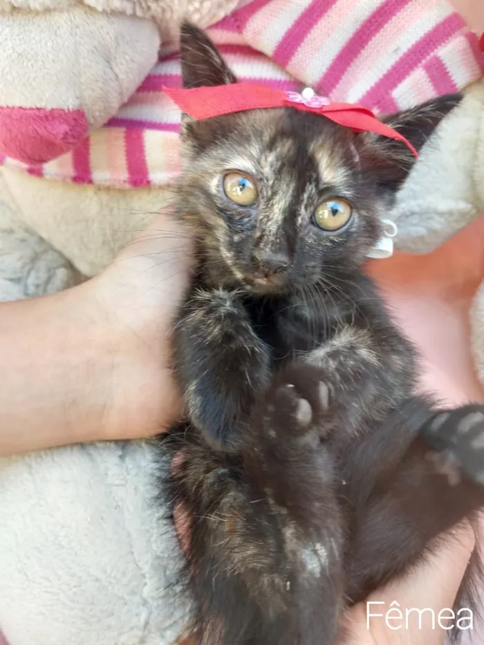 Gato ra a SEM RAÇA DEFINIDA.  idade Abaixo de 2 meses nome SEM NONE.